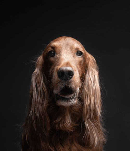 Irish Setter #DA137