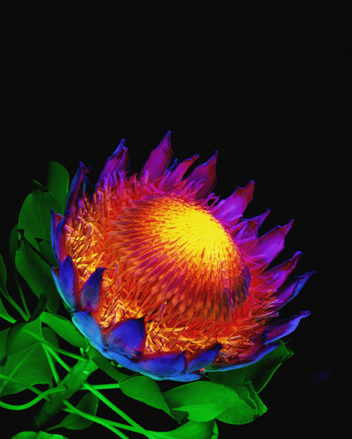 Protea; 'Psychedelic Pioneers' by Dean Chamberlain