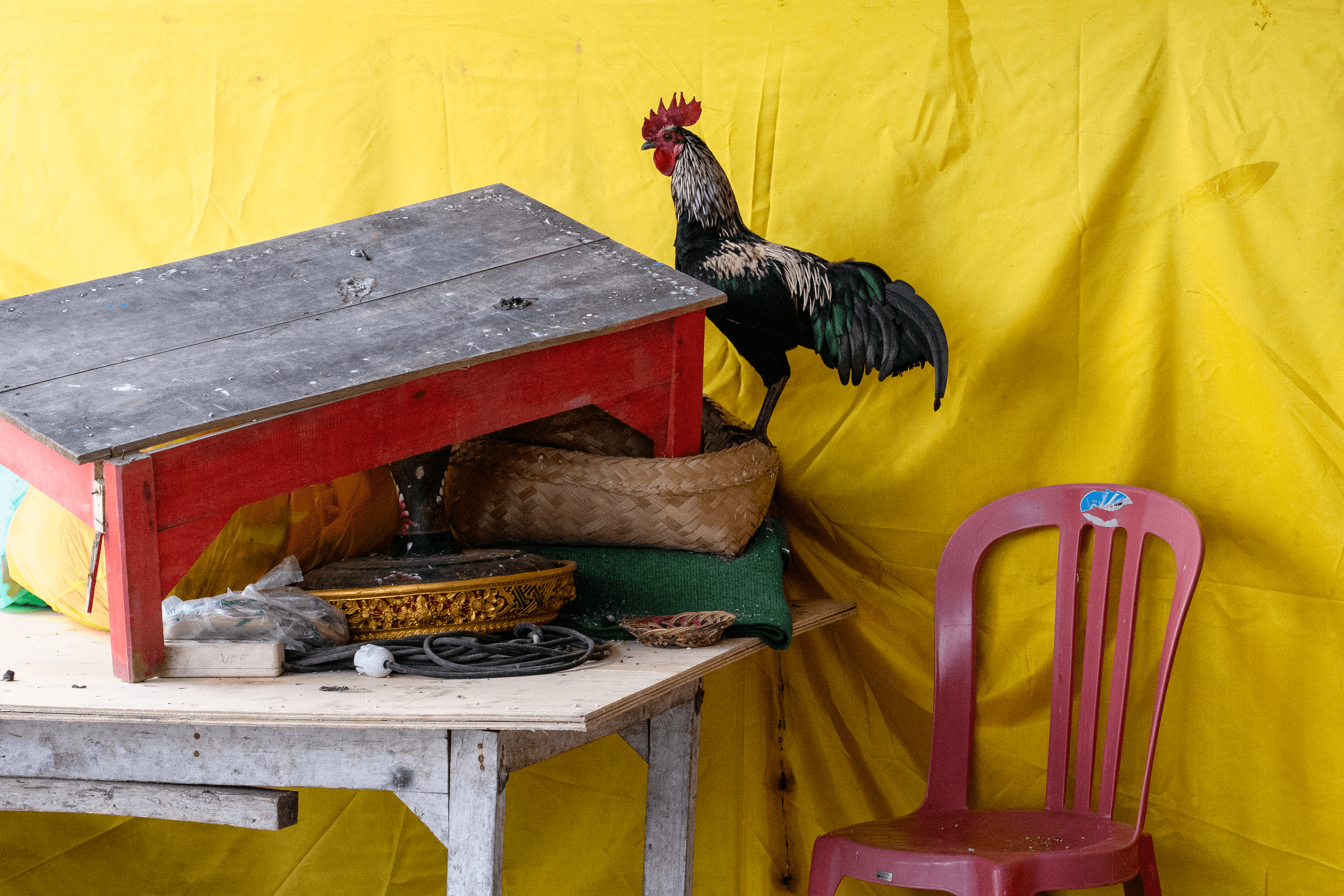 Rooster in front of a yellow background