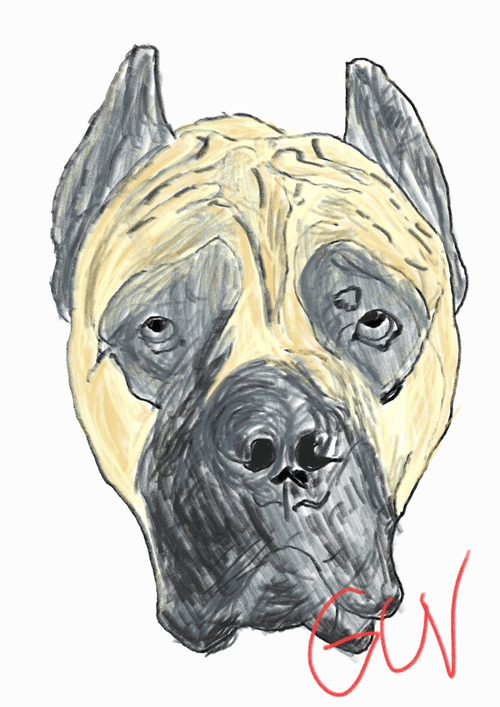 HERMAN