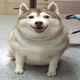 fat_doggo