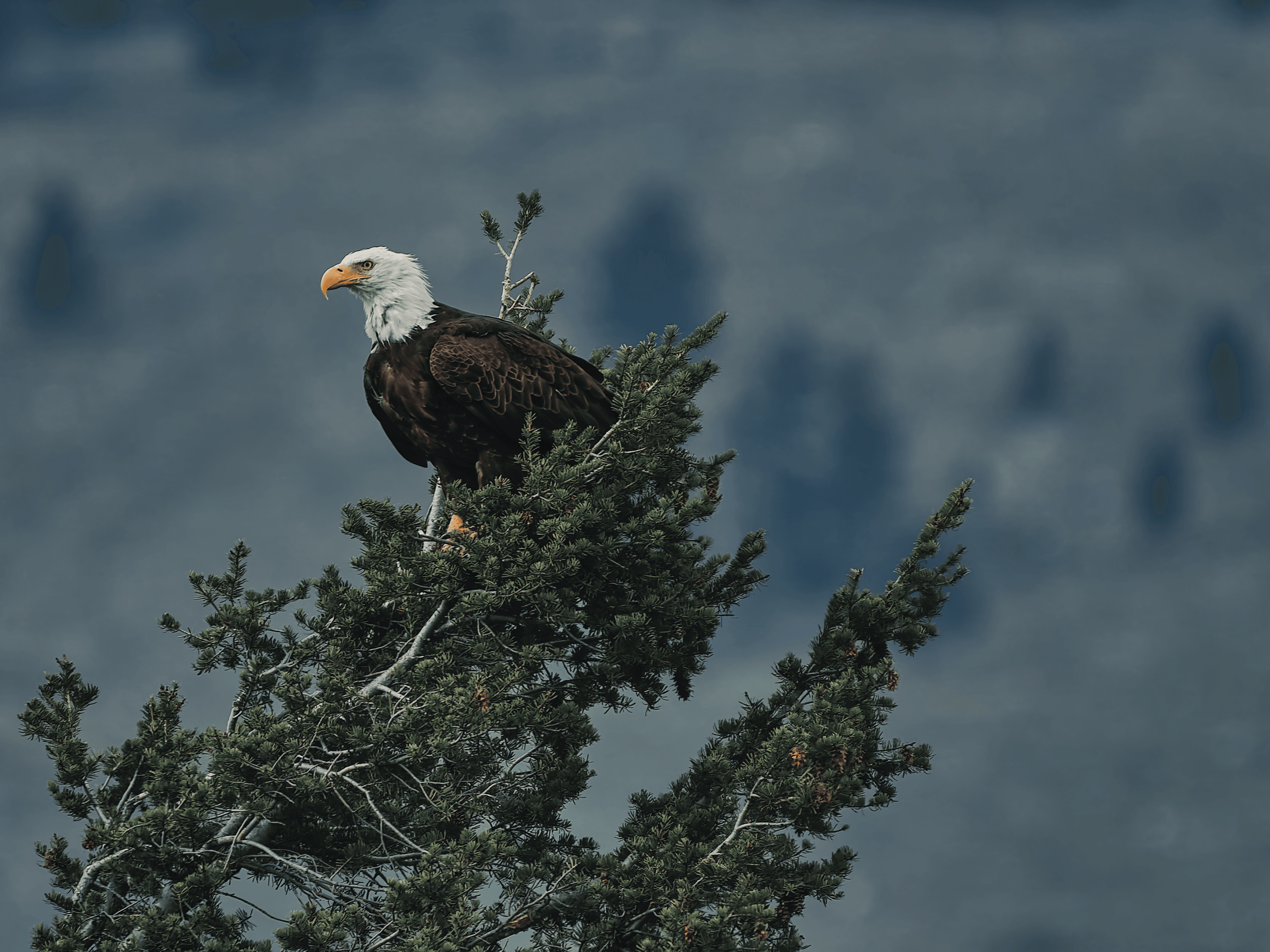 Yellowstone #8 - Bald Eagle in Hayden Valley