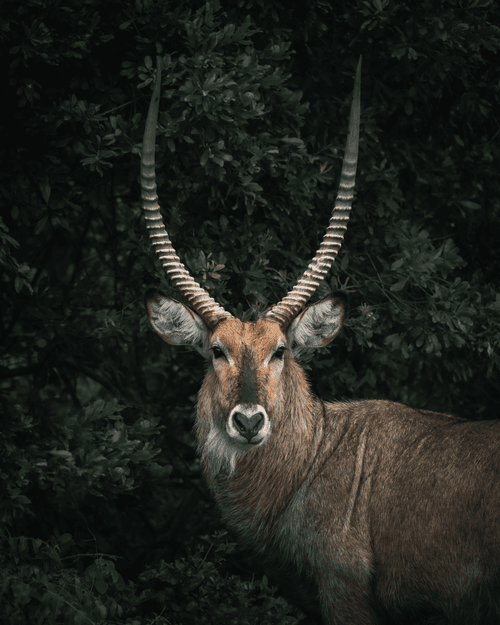 Beautiful Buck