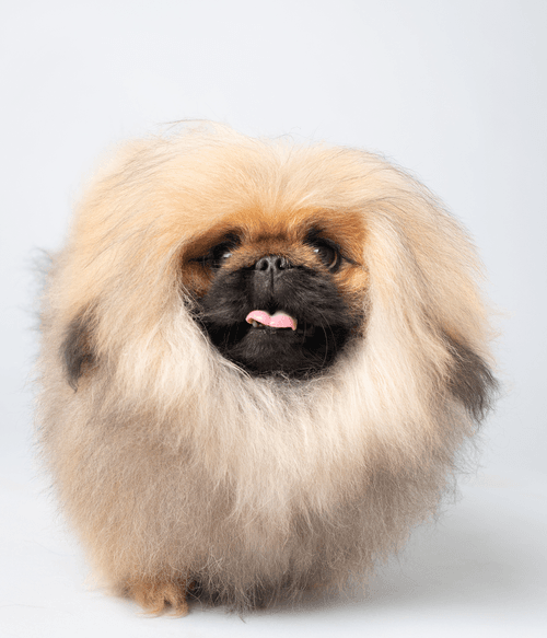 Pekingese #DA029