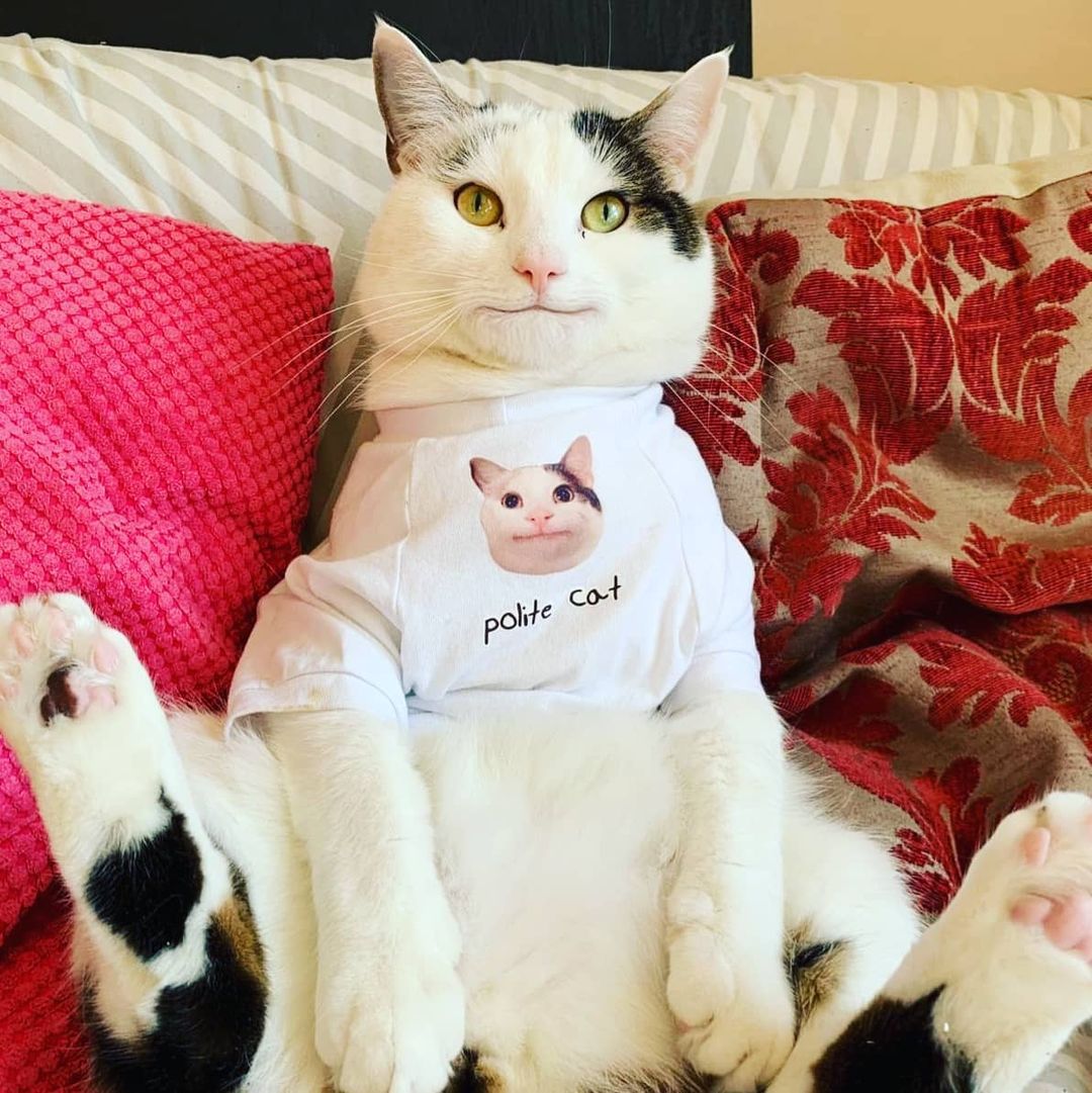 Ollie the polite cat Ollie the polite cat OpenSea