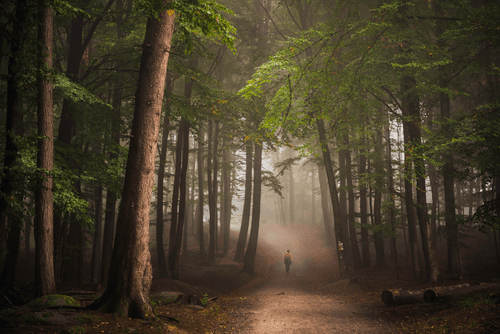 Heidelberg Forest 2