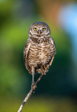 Burrowing Owls collection image