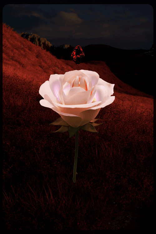 Eternal Rose 71