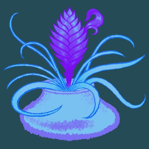 bloom 5