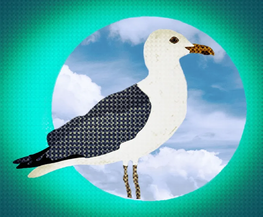 Bird Series - Seagull