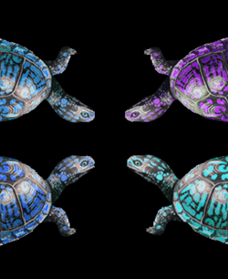 Rainbowbox Turtle collection image