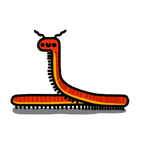 Long long Millipede