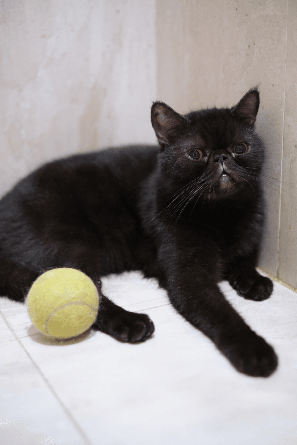 Black 2024 exotic shorthair