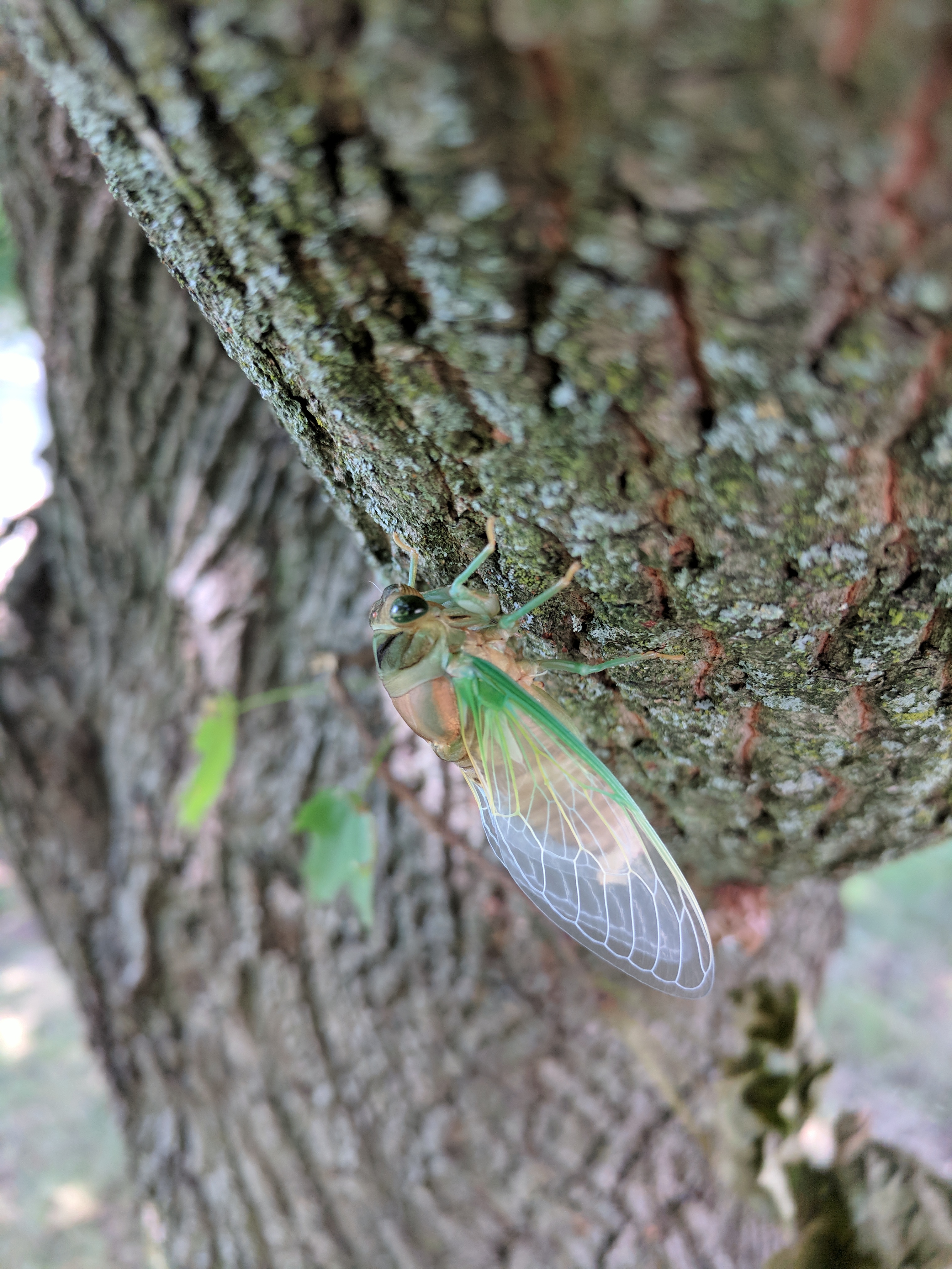 Fresh Cicada
