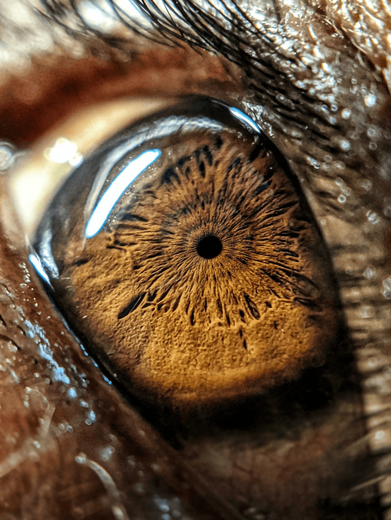 Incredible Human Eye