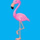 Famous Flamingos Vevo