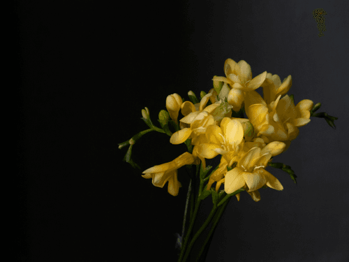 Freesia