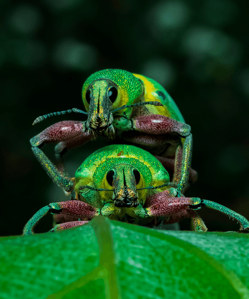 Weevil Love