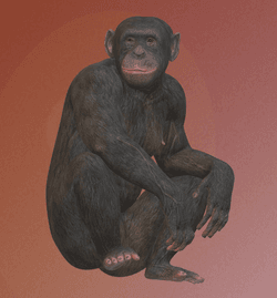 Interstellar Apes collection image