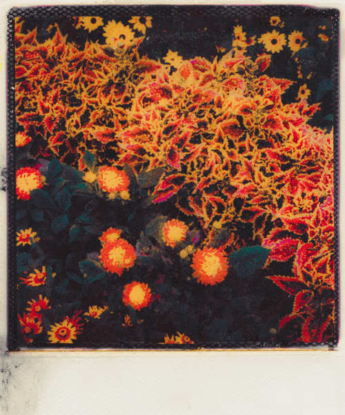 Polaroid Studies : The Flower Movement
