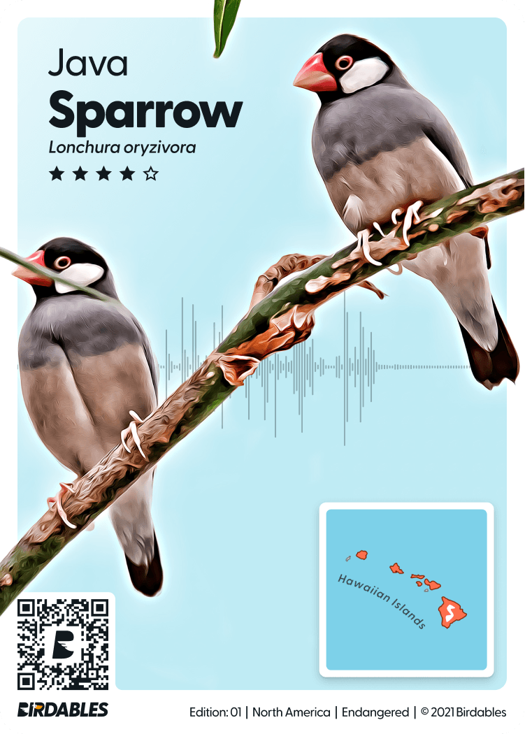 Java Sparrow