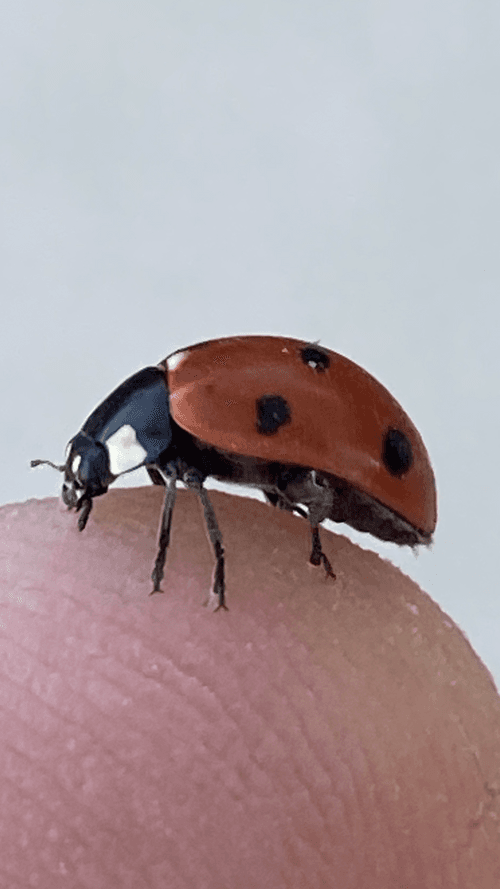 Coccinellidae
