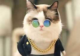 wealthycat