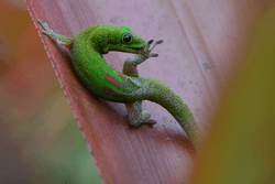 Geckos in Paradise collection image