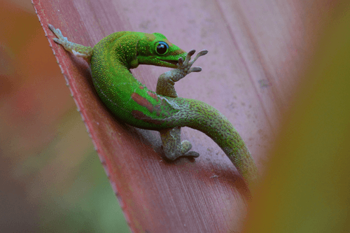 Geckos in Paradise