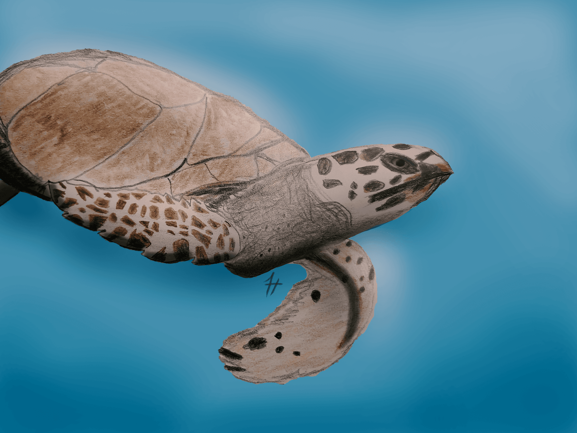 Sea Turtle - Art by Fred Tyre on the Polygon Network V3 | OpenSea