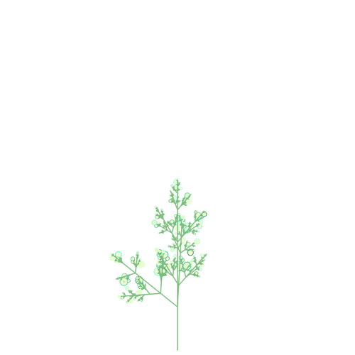 Mountain Milkweed