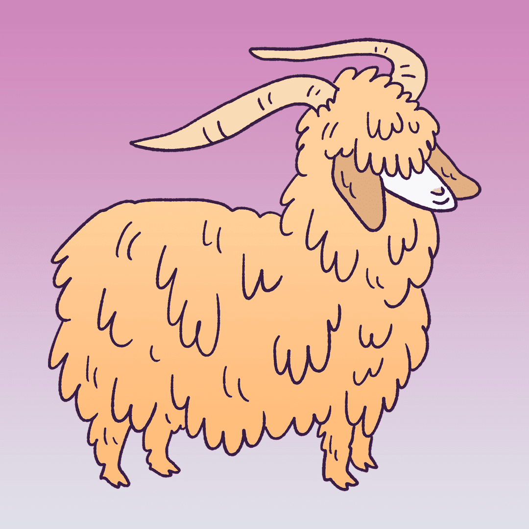 Angora Goat #1437