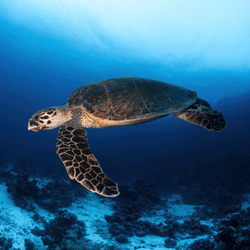 A Hawksbill Turtle by Lucid Creationz Ltd collection image