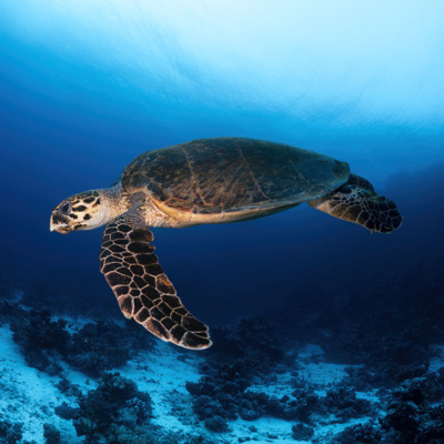 A Hawksbill Turtle by Lucid Creationz Ltd