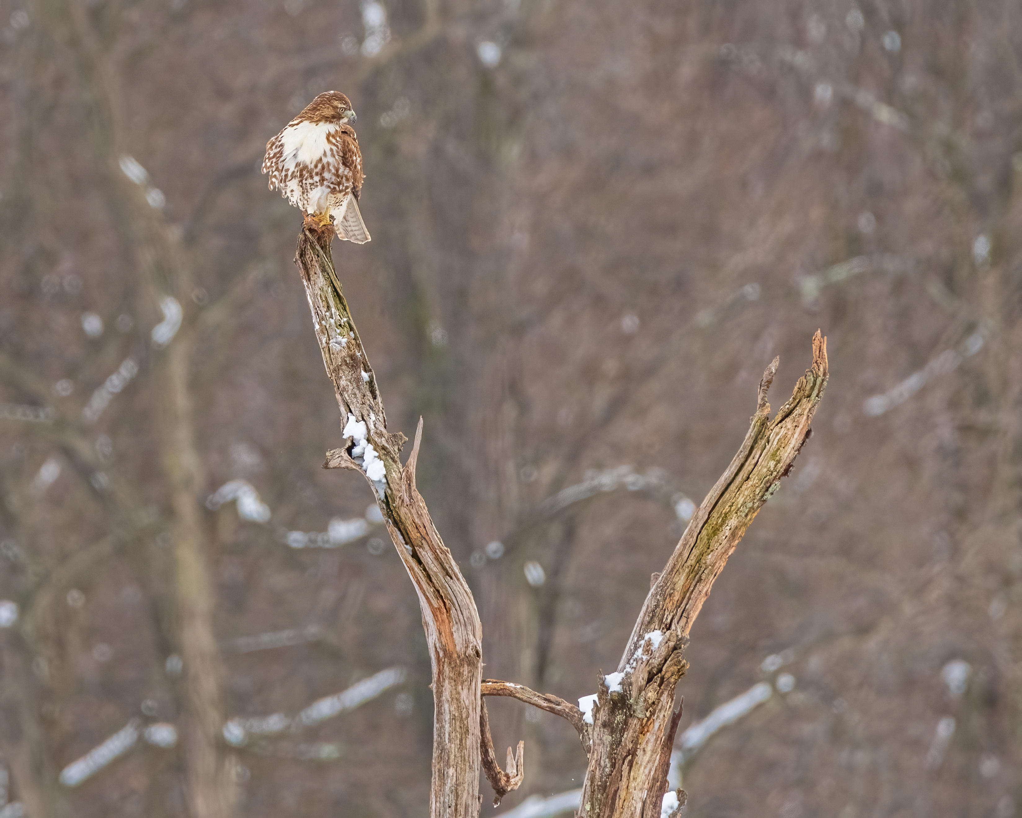 Owl on the Hunt Photo by Dennis Maida