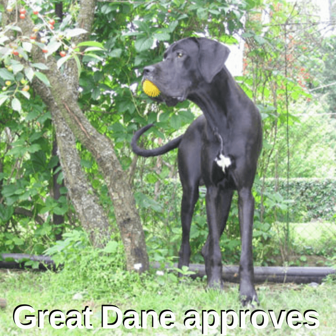 Great Dane approves