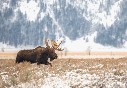 Balance #27 Moose