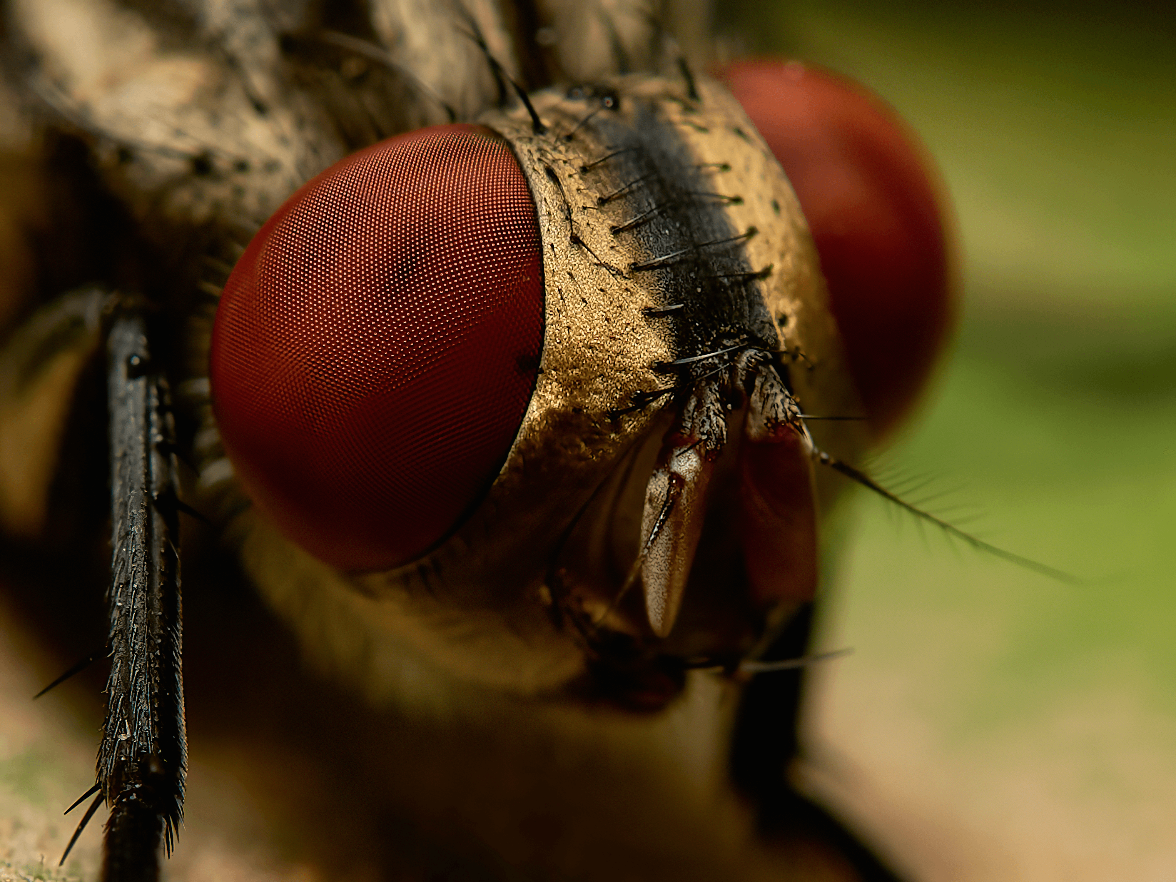 insectography #36