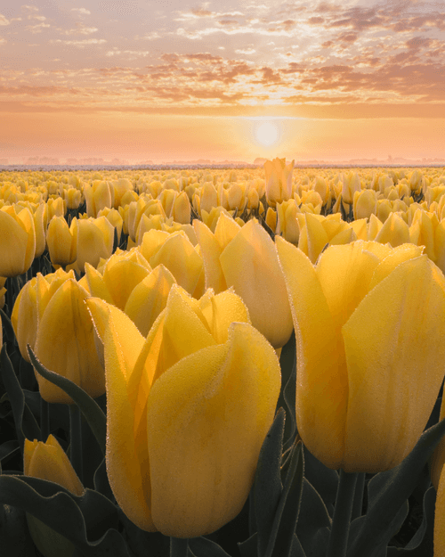 Yellow Tulip