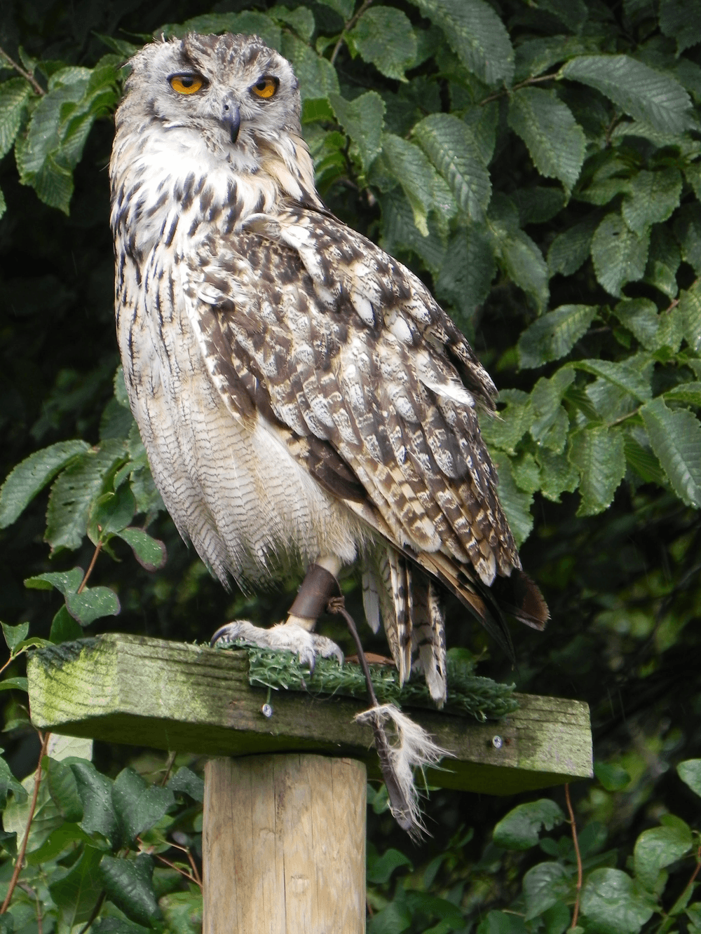 wise-owl-2-animal-area-opensea