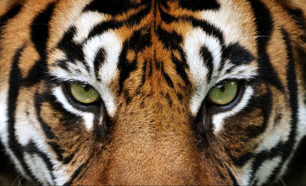Eyes of the Tiger : NFT Once They Have You, They Got You