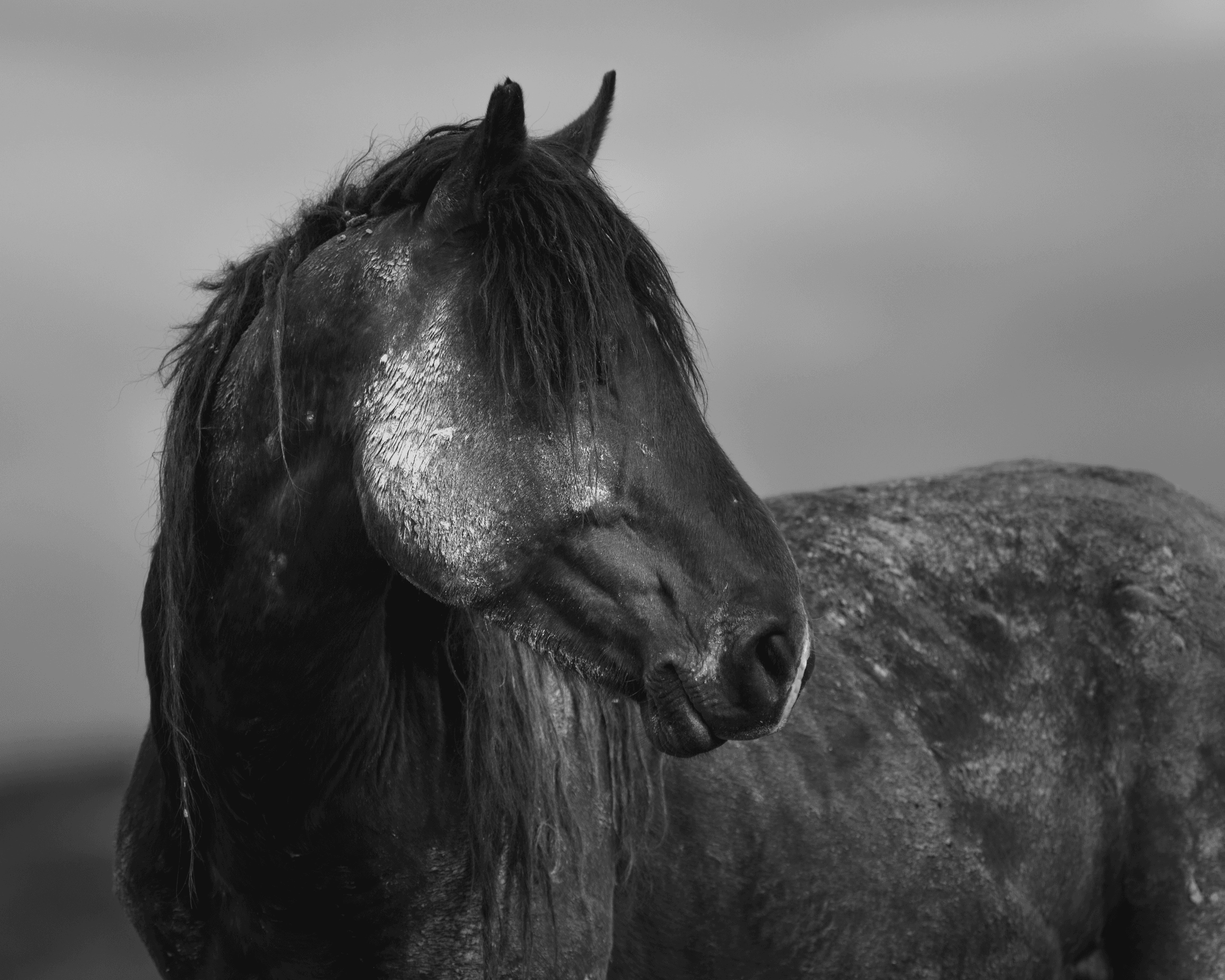 Wild Mustangs: Portrait of a Stallion