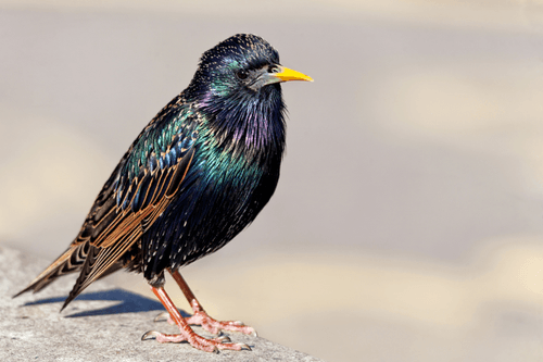 Colours of a Starling