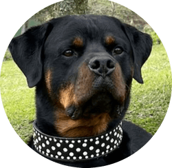 Rottweiler NFT's collection image