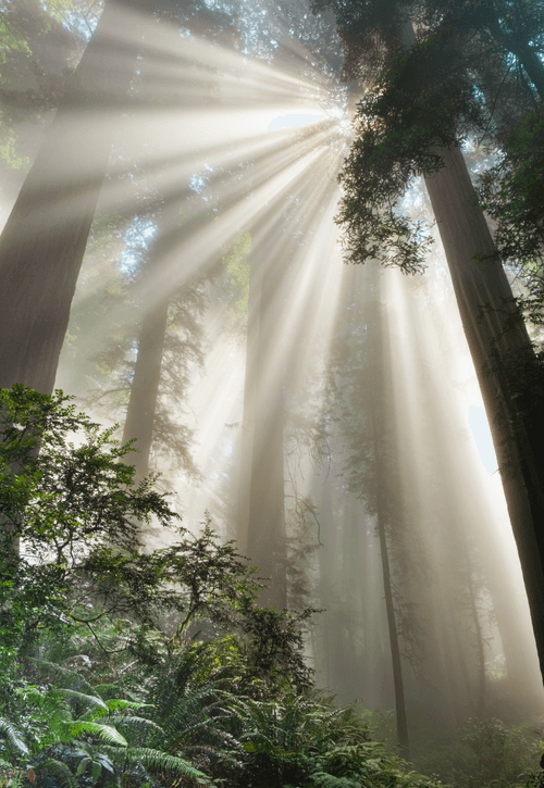 Redwoods in the Mist 5