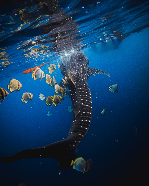Phillippines Whale Shark