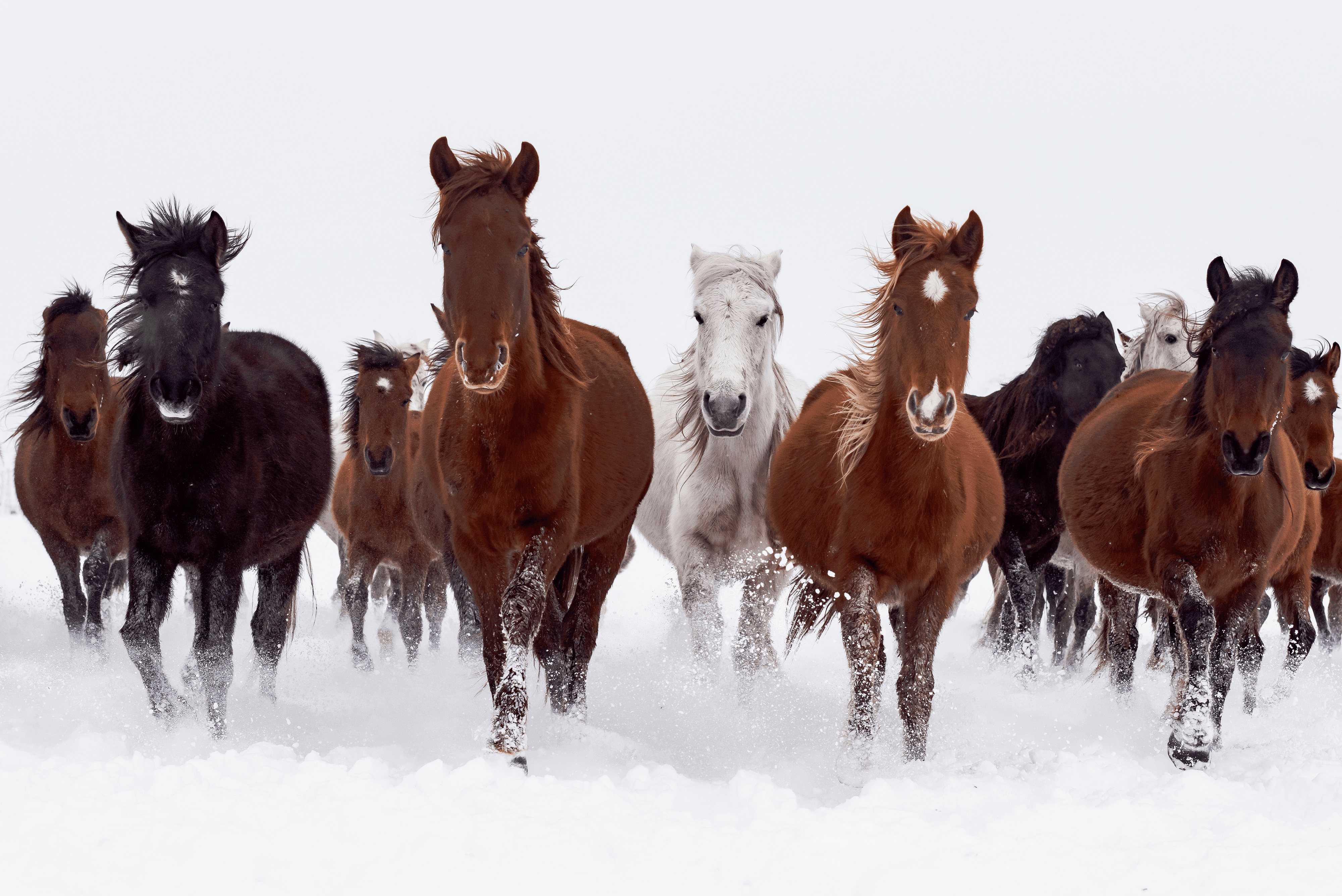 Freedom-Loving Yılkı Horses #6