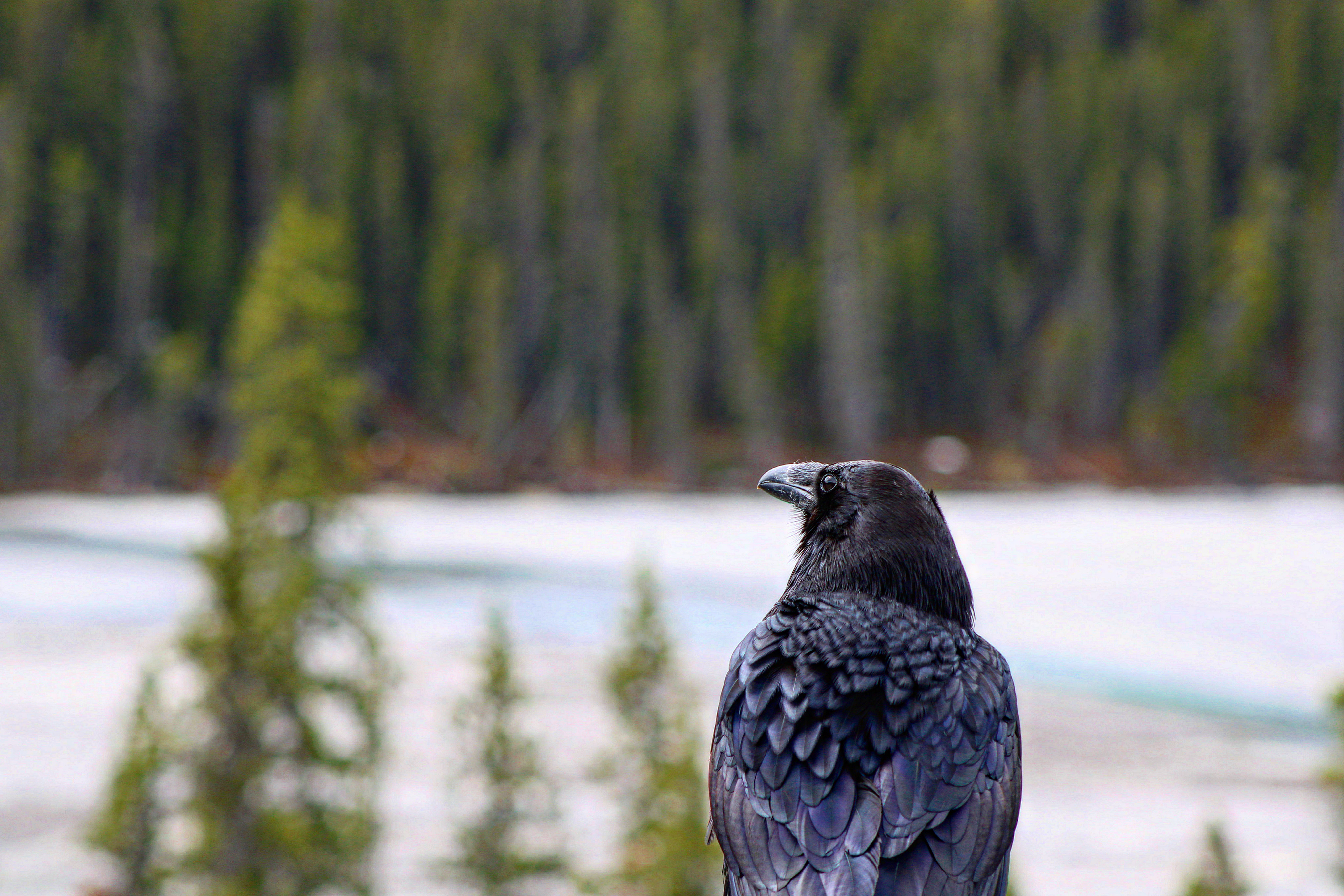 Ravens of Banff