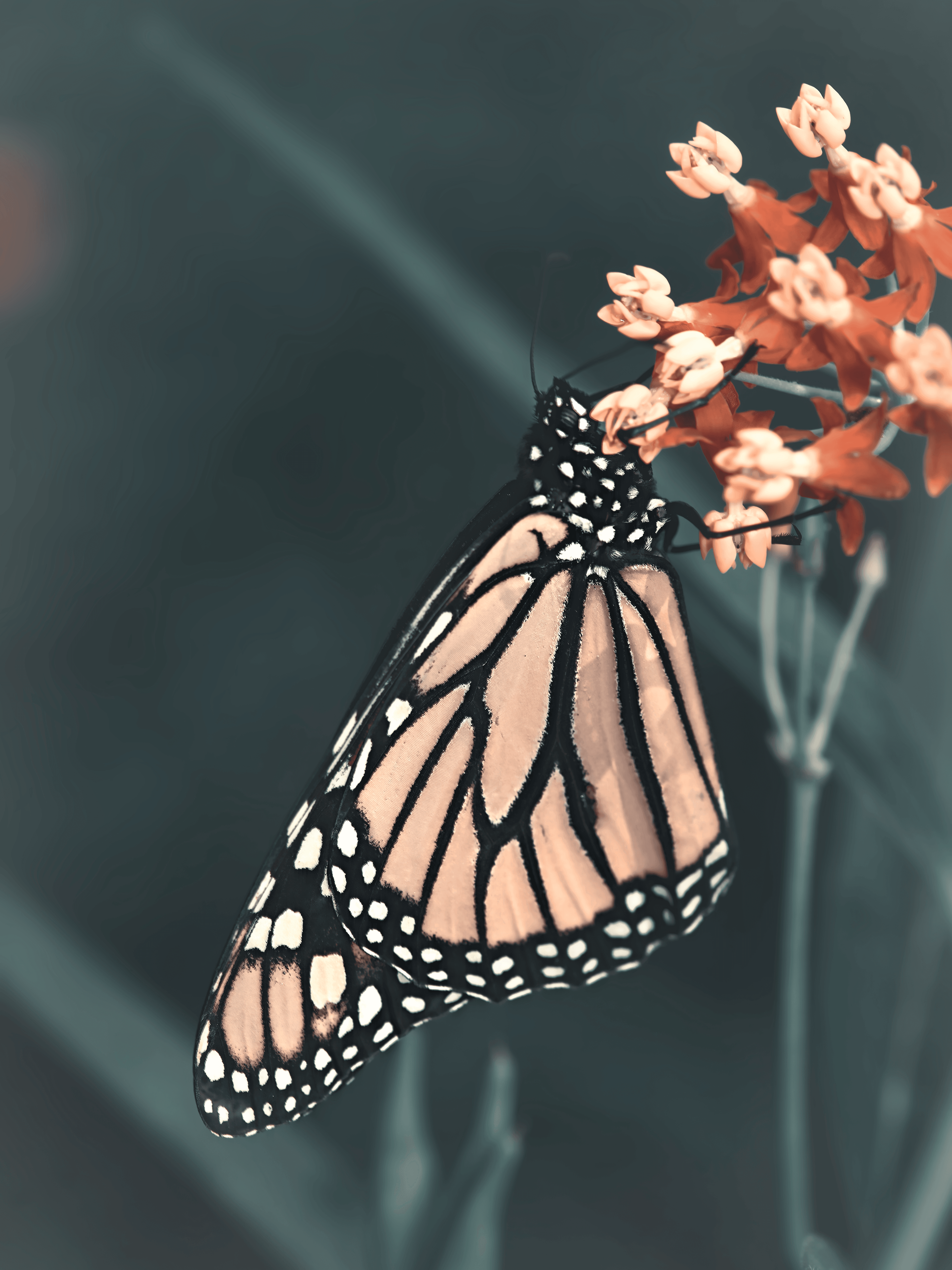Wings of Beauty #0 - The Monarch
