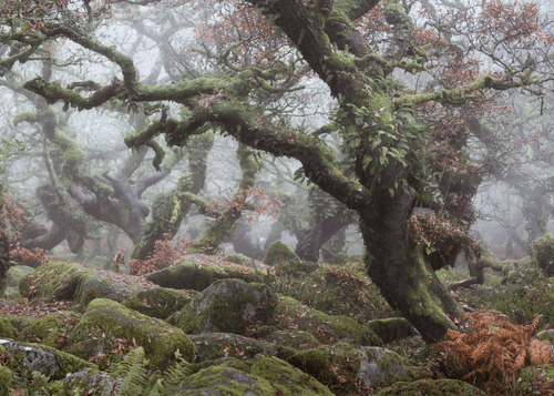MYSTICAL XXV (TORMENT)